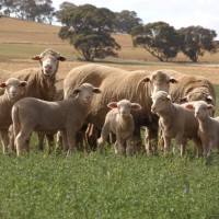 Australian, Sheep