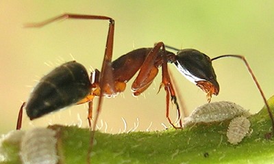 Ant