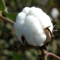 Cotton