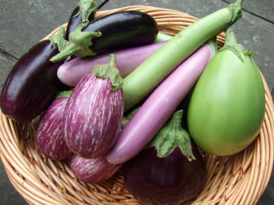 Eggplant