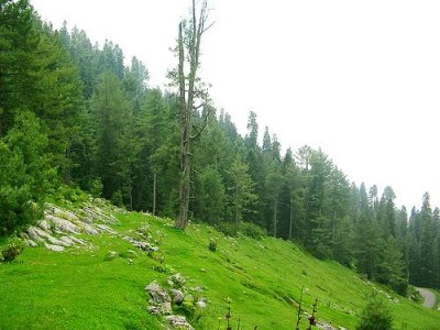 Hazara Forests