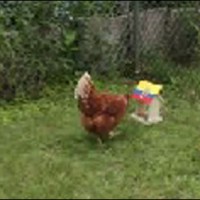 Hen