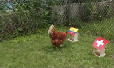 Hen