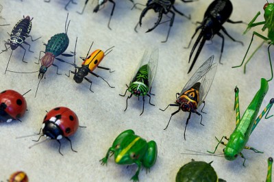 Insects