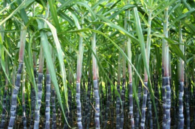 Sugarcane