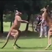 Kangaroo