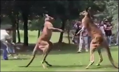 Kangaroo