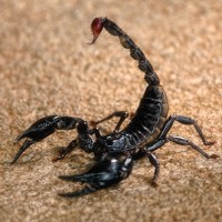 Black Scorpion