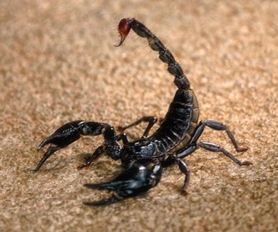 Black Scorpion