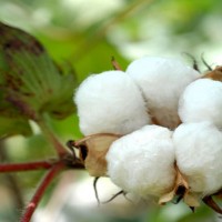 Cotton