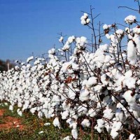 Cotton