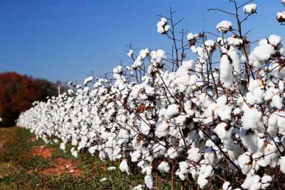 Cotton