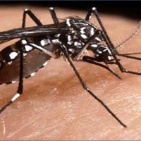 Dengue