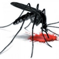 Dengue