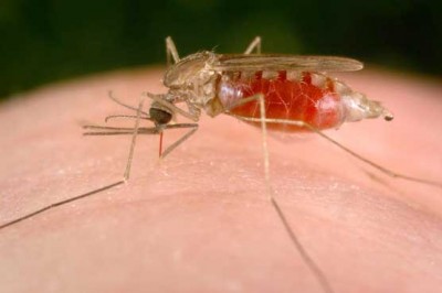 Malaria