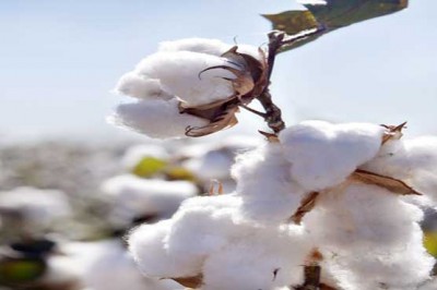 Cotton