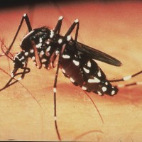 Dengue