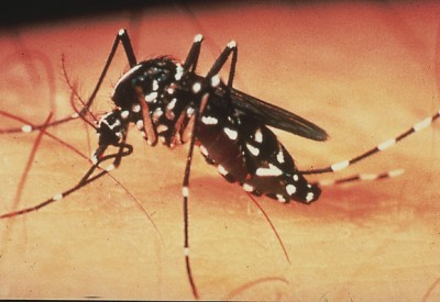 Dengue