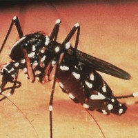 Dengue