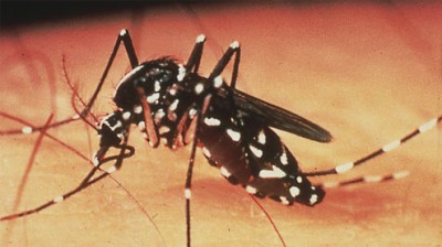 Dengue 