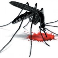 Dengue