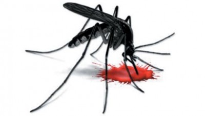 Dengue 