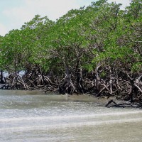 Mangrove Forests