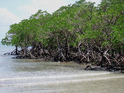 Mangrove Forests