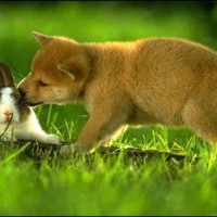 Rabbit, Dog