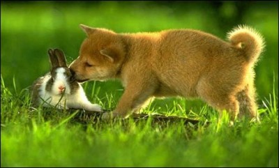 Rabbit, Dog