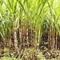 Sugarcane