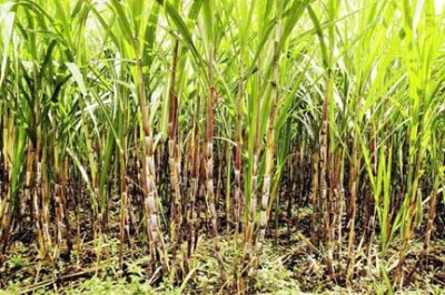 Sugarcane