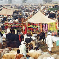 Animals Market