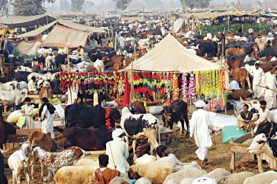 Animals Market