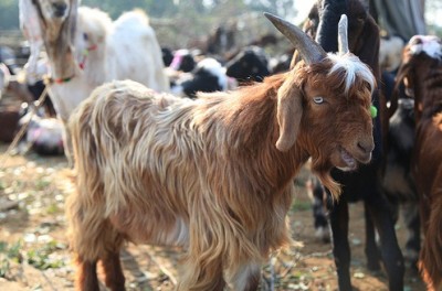 Bakra Eid Qurbani