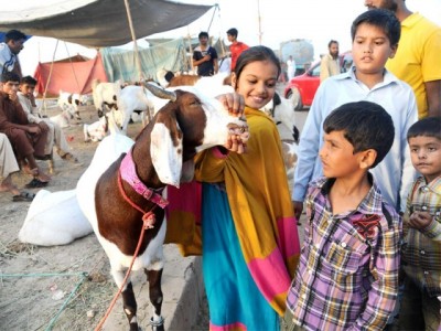 Cattle Market