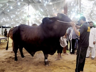 Cattle Market