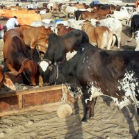 Cattle Market