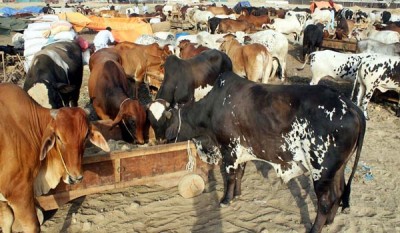 Cattle Market