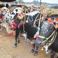 Cattle Market