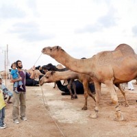 Cattle Market