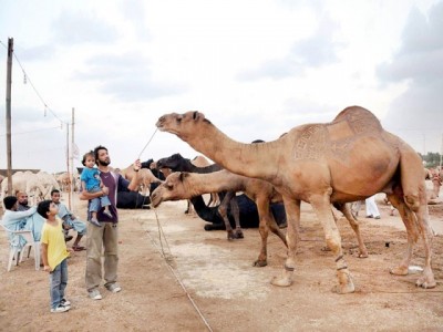 Cattle Market