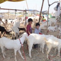 Cattle Market