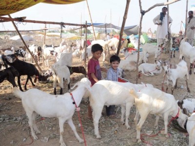 Cattle Market