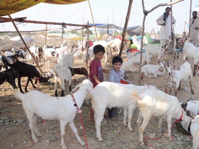 بکرا منڈی