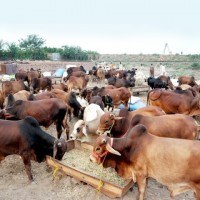 Cattle, Markets