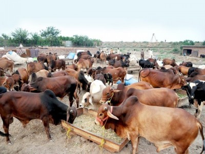 Cattle, Markets