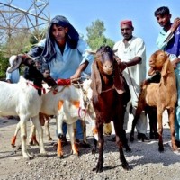 Cattle, Markets