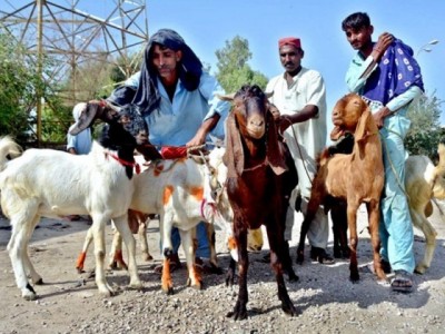 Cattle, Markets