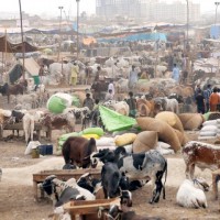 Cattle Market